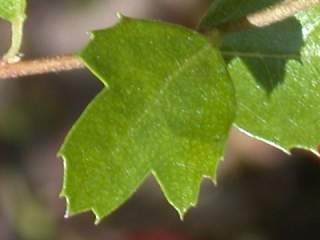 Hoheria sexstylosa, leaf