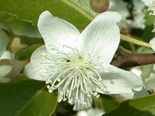 Hoheria sexstylosa, flower