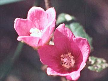 Howittia trilocularis, flowers