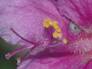 Humbertiella decaryi, eye of flower