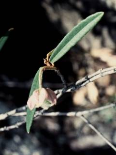 Keraudrenia hillii, flowering shoot