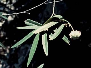 Keraudrenia hillii, flowering shoot