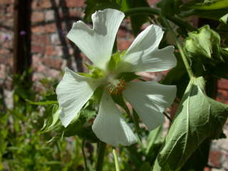 Kitaibelia vitifolia, flower