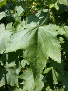 Kitaibelia vitifolia, leaf