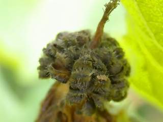 Kitaibelia vitifolia, schizocarp
