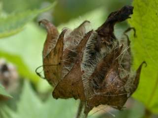 Kitaibelia vitifolia, fruit