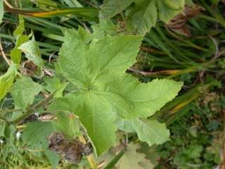 Kitaibelia vitifolia, leaf