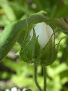 Kitaibelia vitifolia, flower bud