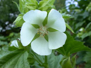 Kitaibelia vitifolia, flower