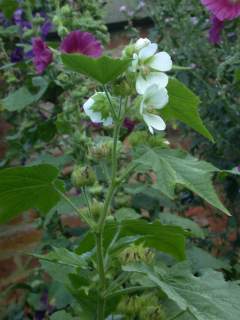 Kitaibelia vitifolia, inflorescence