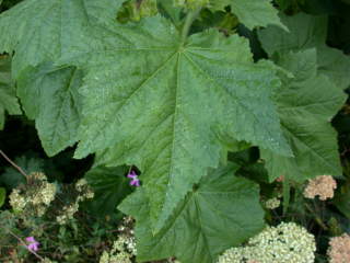 Kitaibelia vitifolia, leaf