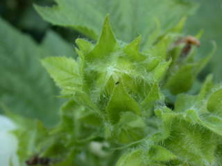 Kitaibelia vitifolia, flower bud