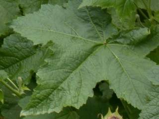 Kitaibelia vitifolia, leaf