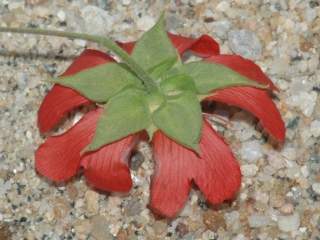 Kosteletzkya reflexiflora, reverse of flower