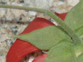 Kosteletzkya reflexiflora, pedicel and bracteole