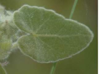 Kosteletzkya velutina, leaf