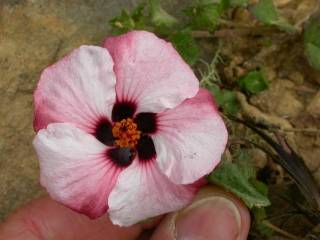 Krapovickasia flavescens, flower