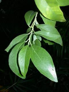 Lagunaria patersonia, foliage