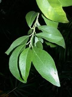 Lagunaria patersonia, foliage