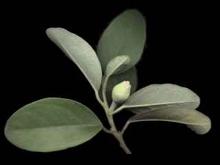 leaves and flower bud