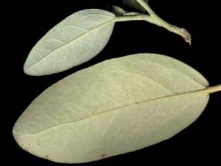 leaf/twig