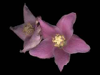 Lagunaria patersonia, flowers
