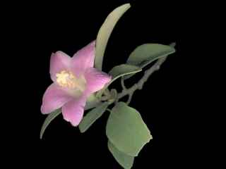 Lagunaria patersonia, flower