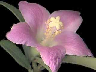 Lagunaria patersonia, flower