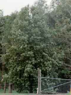 Lagunaria patersonia