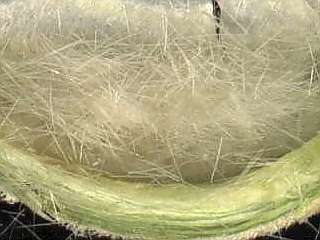 detail of fruit