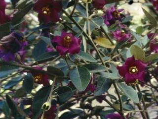 Lagunaria 'Royal Purple', foliage and flowers