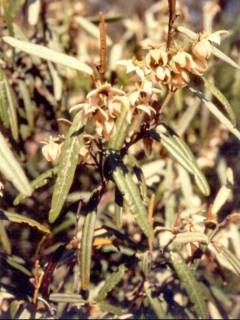 Lasiopetalum behrii, in flower