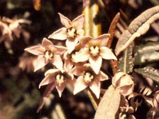 Lasiopetalum behrii, infloresence