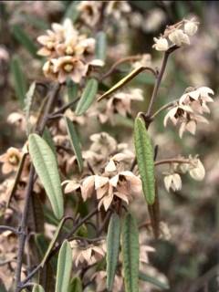 Lasiopetalum behrii, flowers