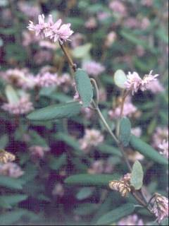 Lasiopetalum discolor, flowers