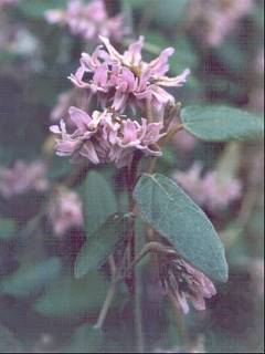 Lasiopetalum discolor, flowers