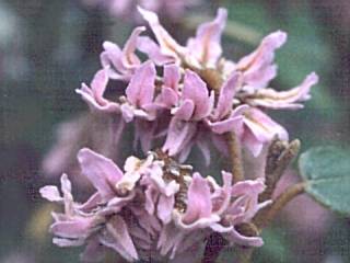 Lasiopetalum discolor, flowers