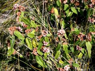 Lasiopetalum ferrugineum, in flower