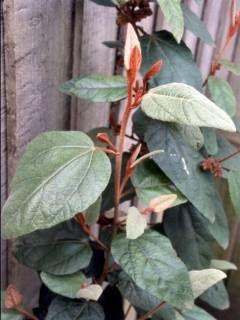 Lasiopetalum macrophyllum, young shoot