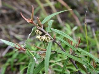 Lasiopetalum parviflorum, in flower