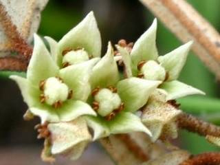 Lasiopetalum parviflorum, inflorescence