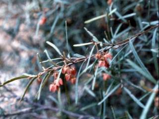 Lasiopetalum rufum, flowering shoot