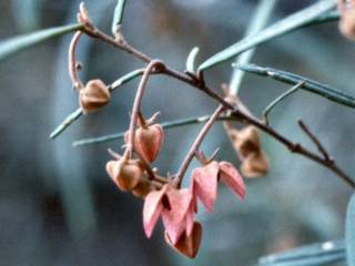 Lasiopetalum rufum, inflorescence