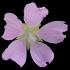 Lavatera thuringiaca Hinsley 57 flower
