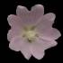Lavatera thuringiaca 'Sweet Dreams' flower