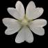 Lavatera thuringiaca 'White Angel' flower