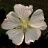 Lavatera thuringiaca 'White Satin' flower