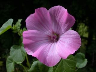 Lavatera trimestris 'Loveliness', flower