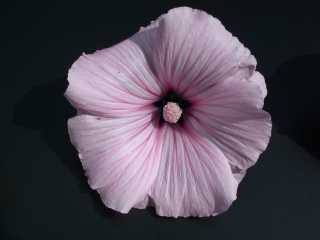 Lavatera trimestris 'Pink Beauty', flower