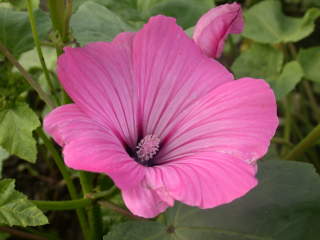 Lavatera trimestris 'Silver Cup', flower